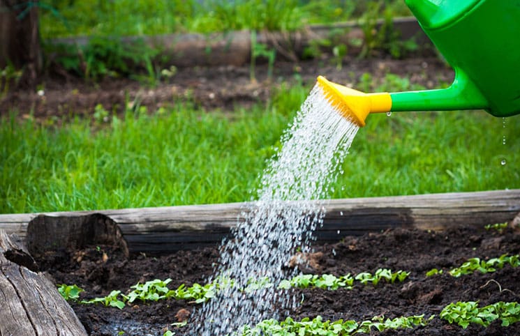 watering a watermelon