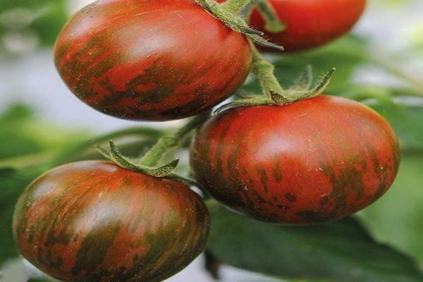 tomates rayées