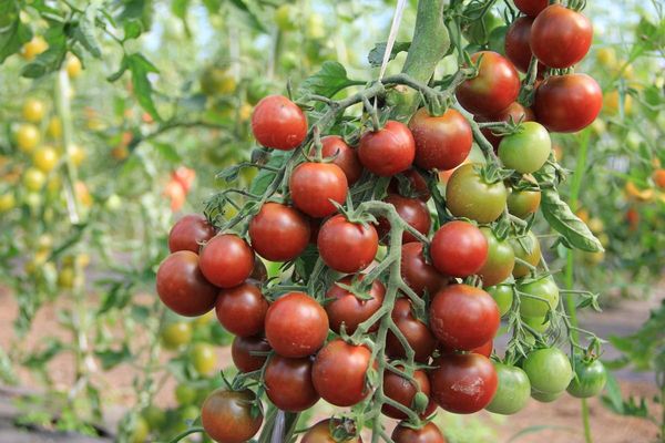 bottes de tomates