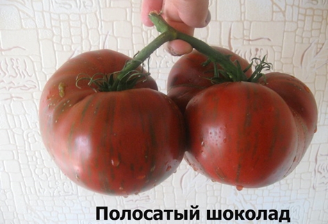 striped chocolate tomato harvest