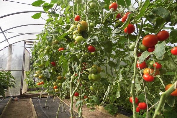 rajčata pro skleníky