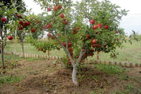 manzanos semienanos