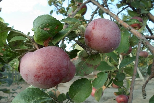 frutas doces