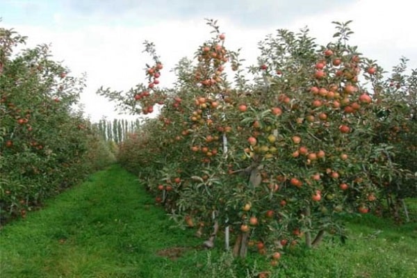 quitar las manzanas