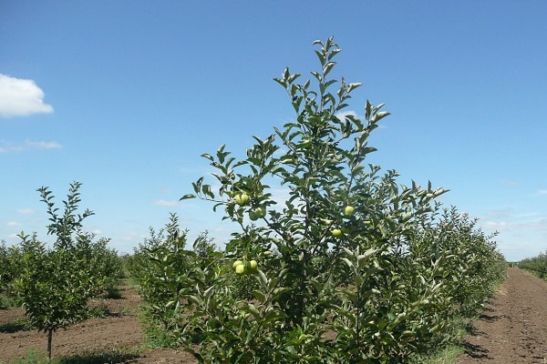 pele perfurada