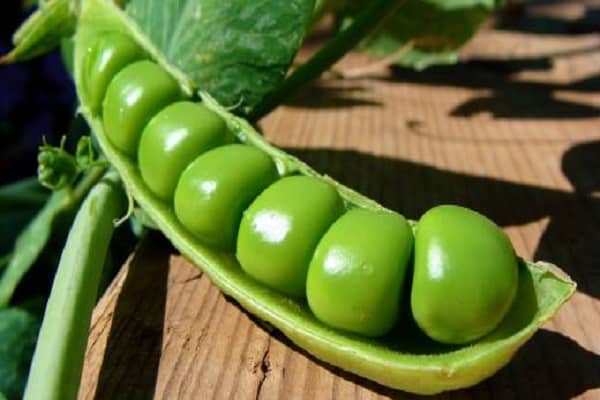 benefits and harms of peas