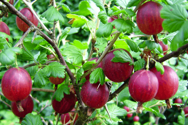 Stachelbeerstrauch