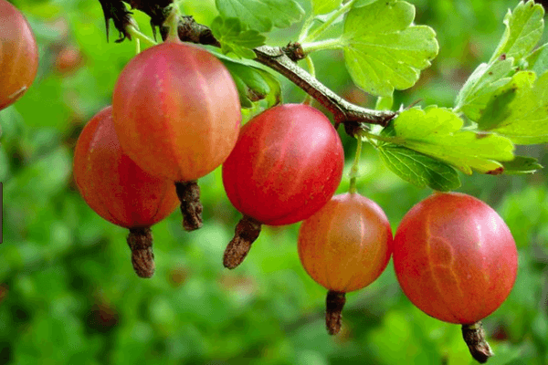 Ripe gooseberries