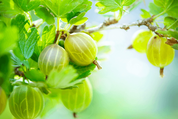 Mga prutas ng gooseberry