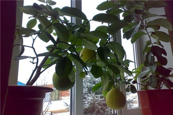 fruits sur le rebord de la fenêtre 