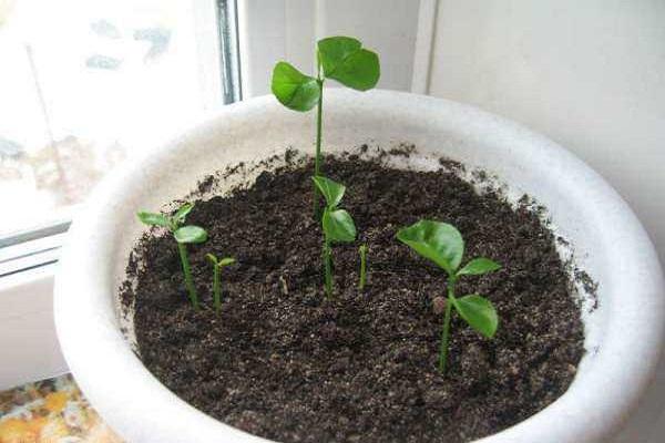 germination des fruits 