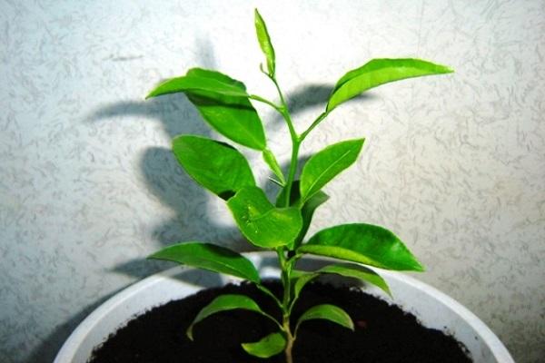 légumes verts dans un pot 