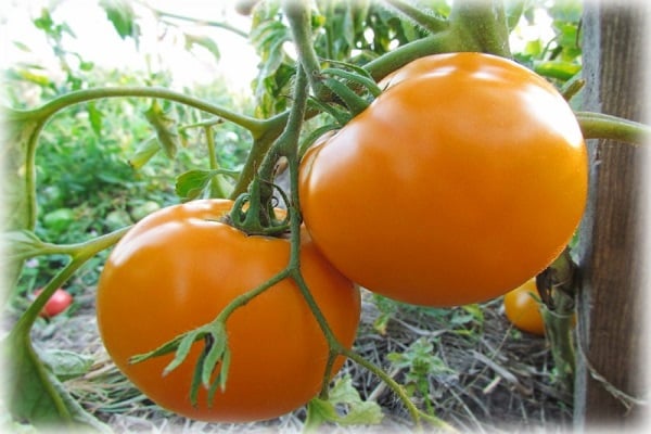 Tomaten-Kaki