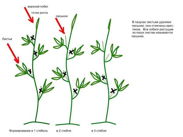 diagram prořezávání rajčat 