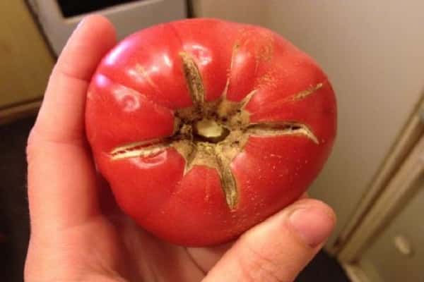 popraskané rajče 