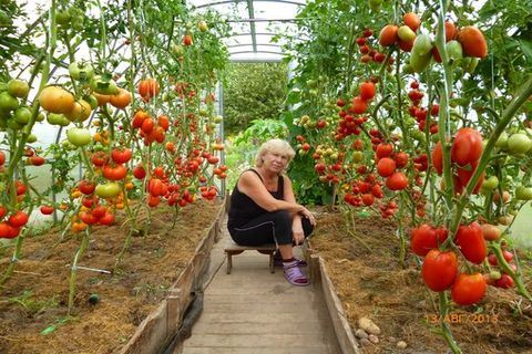 Tomaten im Garten