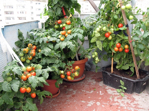 Tomaten in einem Topf auf dem Balkon