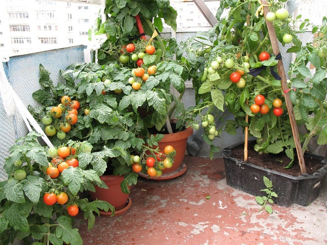 Tomaten auf dem Balkon