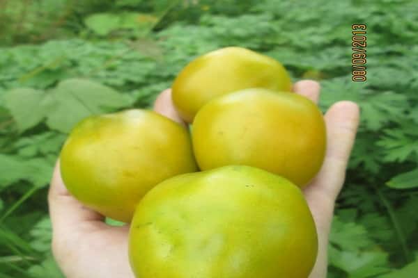 tomates dulces