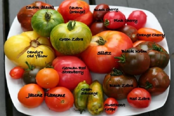 salátová rajčata