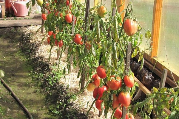 Mga greenhouse ng Siberia 