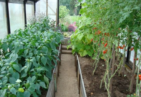 rajče se sladkou paprikou ve skleníku