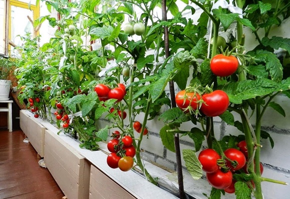 large tomatoes on the balcony