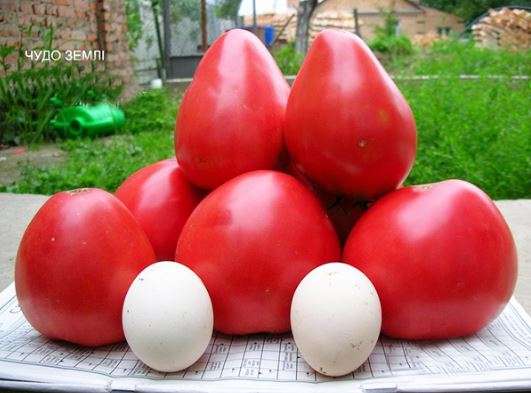 Rajčata z říše divů jsou přirovnávána k vejcím