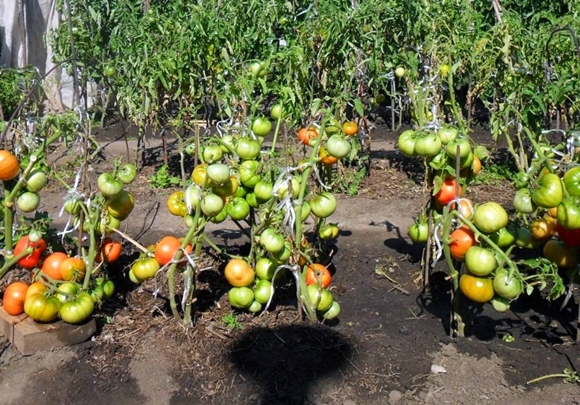 rajčata v otevřeném terénu