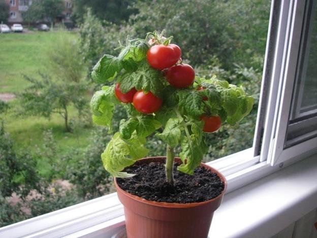 rajčata na parapetu 