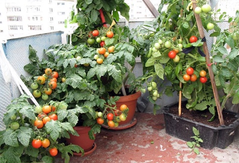 tomates en el balcon