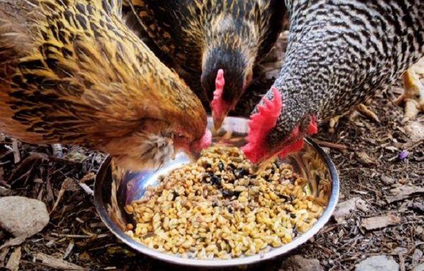 feeding birds