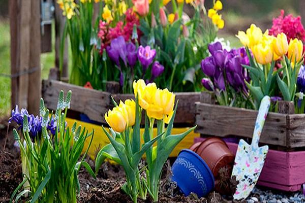 planter des plantes