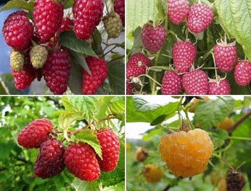 a lot of raspberries