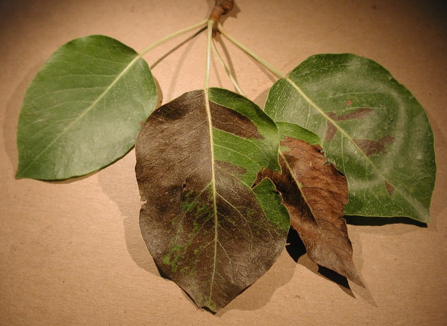 les feuilles du poirier deviennent noires