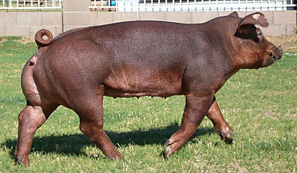 Duroc pig breed