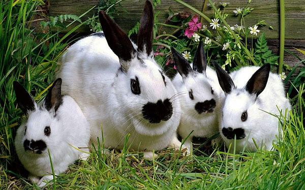 hodně králíků