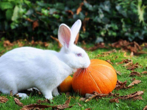 nourrir les lapins