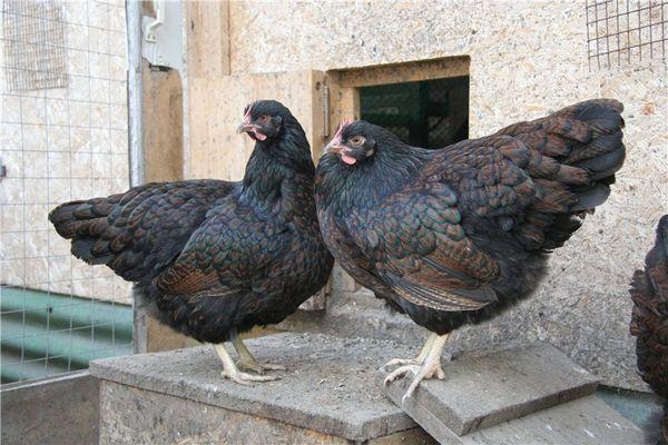 gallinas ponedoras jóvenes