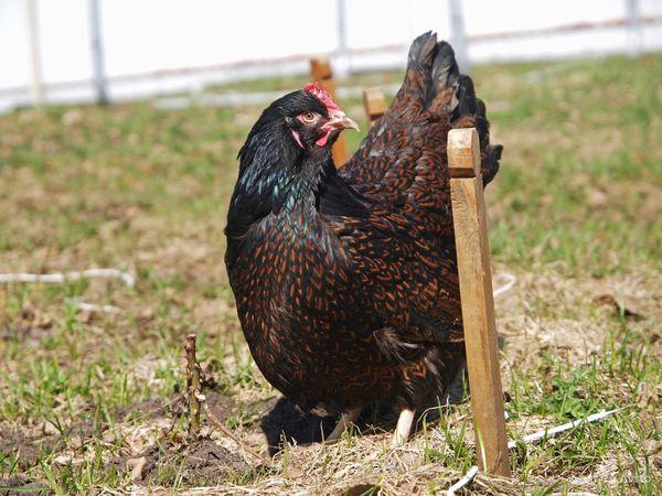 Barnevelder, animales jóvenes