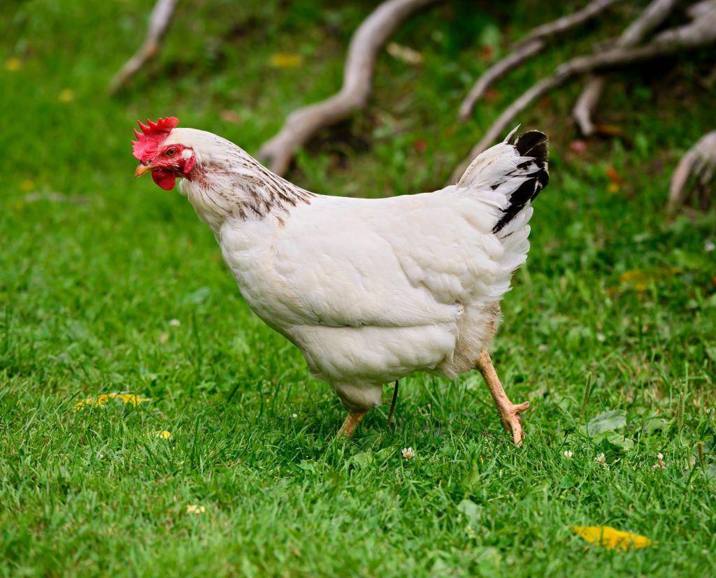 Pervomayskaya lahi ng mga manok