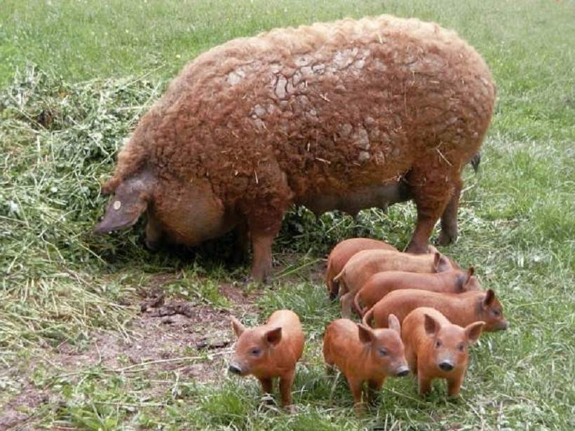 curly pigs