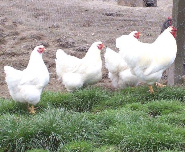 white chickens