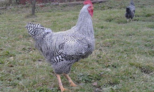 Plemeno Plymouth rock chicken