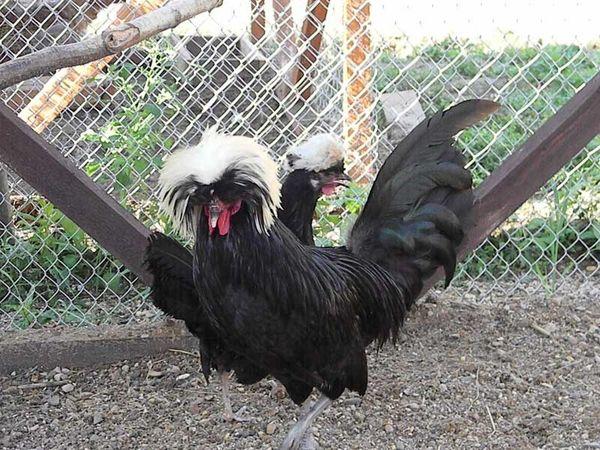 Niederländische Schwarze mit weißem Haube