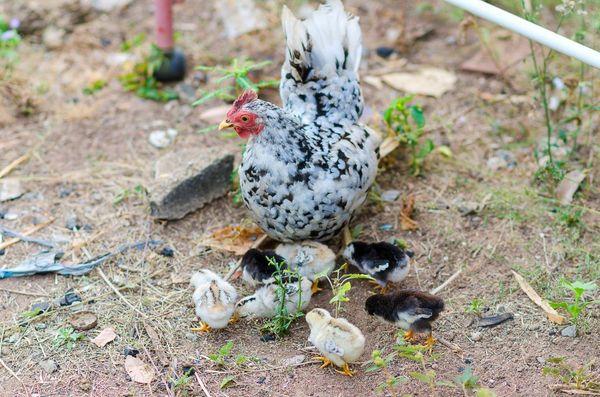 Bantam chickens