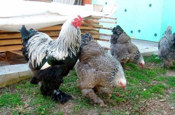 Brahma chickens