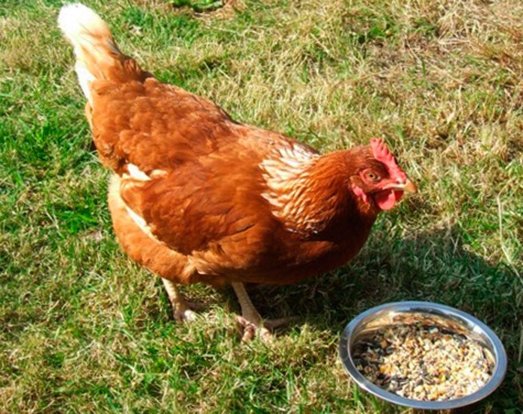 poulet ambré 