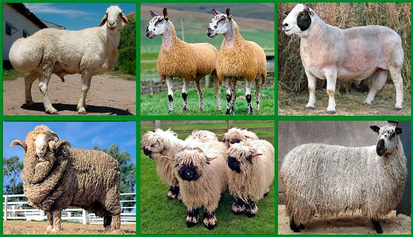 chov masných ovcí