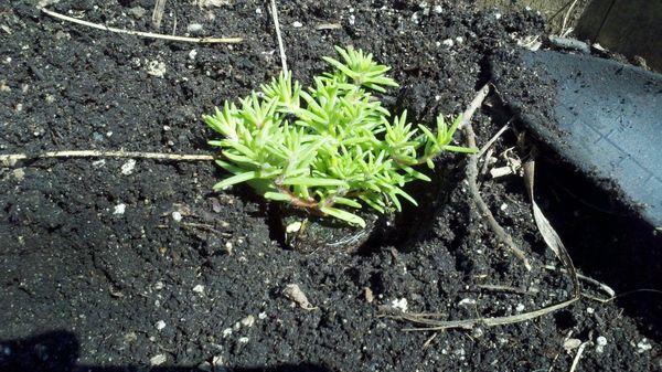 Planten in open grond